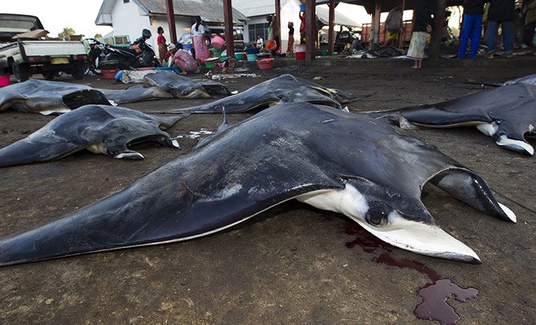 17 Foto brutalnya manusia bantai satwa! Jangan lihat jika ciut nyali!