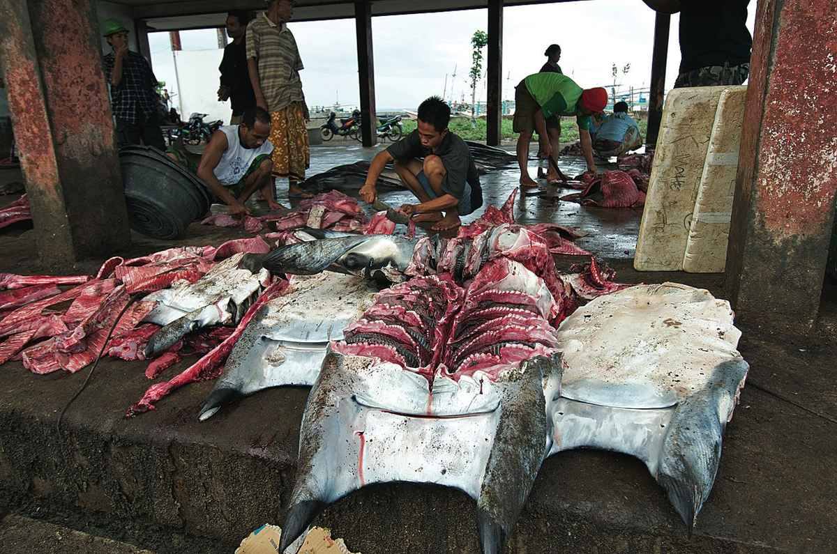 17 Foto brutalnya manusia bantai satwa! Jangan lihat jika ciut nyali!