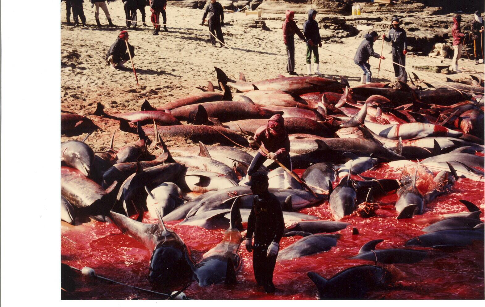 17 Foto brutalnya manusia bantai satwa! Jangan lihat jika ciut nyali!