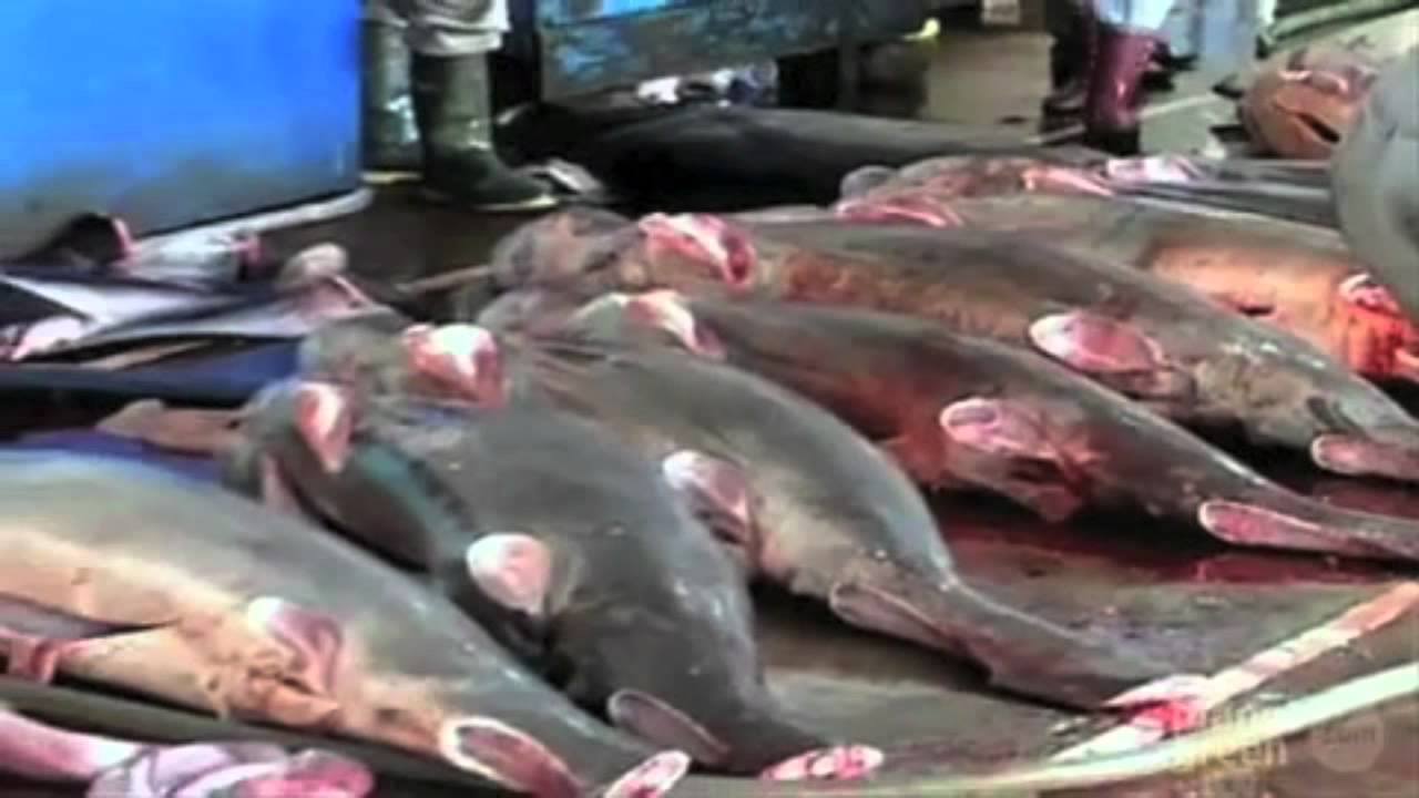 17 Foto brutalnya manusia bantai satwa! Jangan lihat jika ciut nyali!