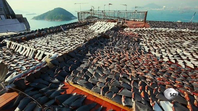 17 Foto brutalnya manusia bantai satwa! Jangan lihat jika ciut nyali!