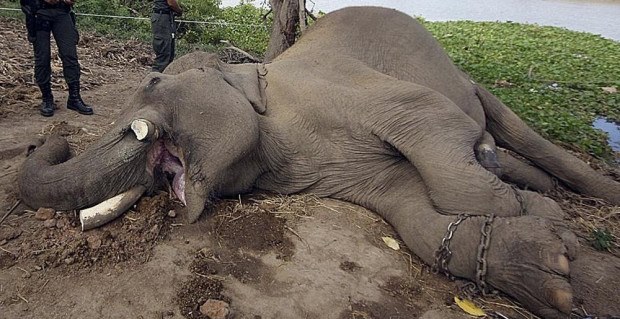 17 Foto brutalnya manusia bantai satwa! Jangan lihat jika ciut nyali!