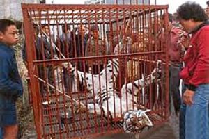 17 Foto brutalnya manusia bantai satwa! Jangan lihat jika ciut nyali!