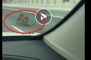 Harimau terjebak di jalan tol bikin pengendara panik