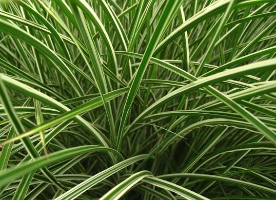 10 Tanaman unik yang paling cocok menghiasi halaman rumah minimalis