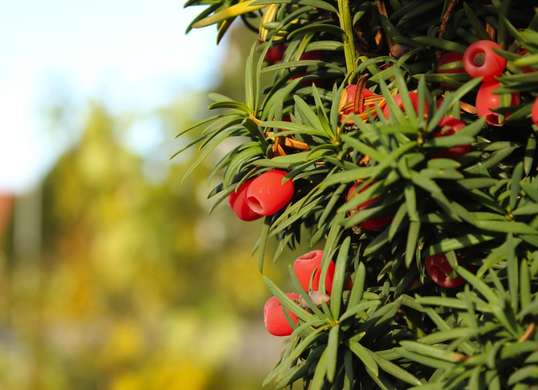 10 Tanaman unik yang paling cocok menghiasi halaman rumah minimalis