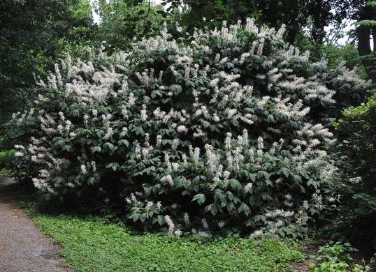 10 Tanaman unik yang paling cocok menghiasi halaman rumah minimalis