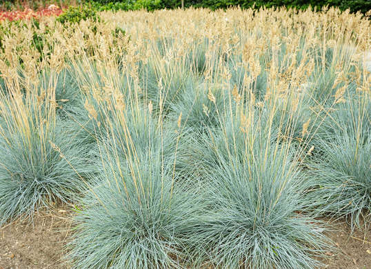 10 Tanaman unik yang paling cocok menghiasi halaman rumah minimalis