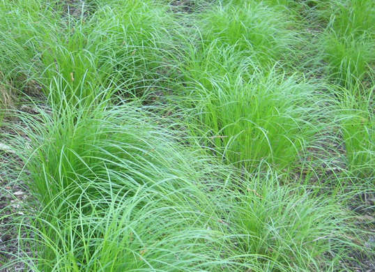 10 Tanaman unik yang paling cocok menghiasi halaman rumah minimalis