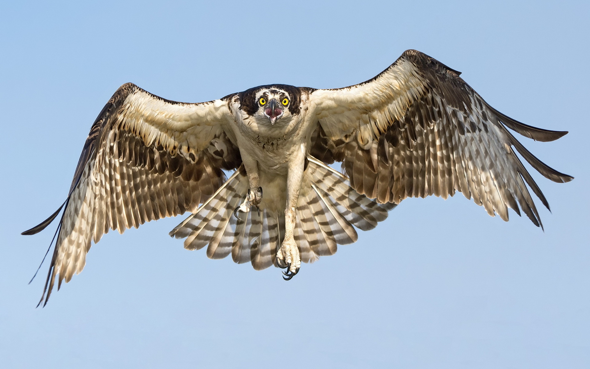 Ini dia Harpy, jenis burung elang terbesar dan terkuat di jagad raya