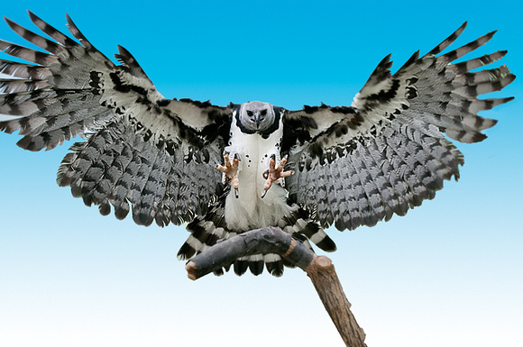 Ini dia Harpy, jenis burung elang terbesar dan terkuat di jagad raya