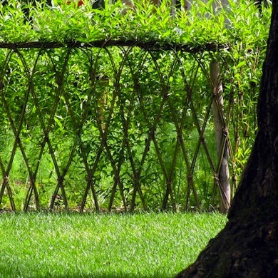 Nggak cuma cantik, 10 tanaman ini juga bisa jadi pagar unik buat rumah