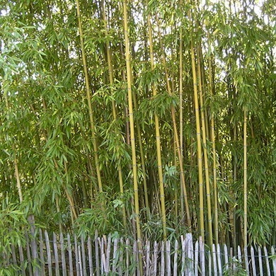 Nggak cuma cantik, 10 tanaman ini juga bisa jadi pagar unik buat rumah