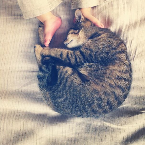 20 Foto balita lagi asyik main bareng kucing, lucunya dobel!