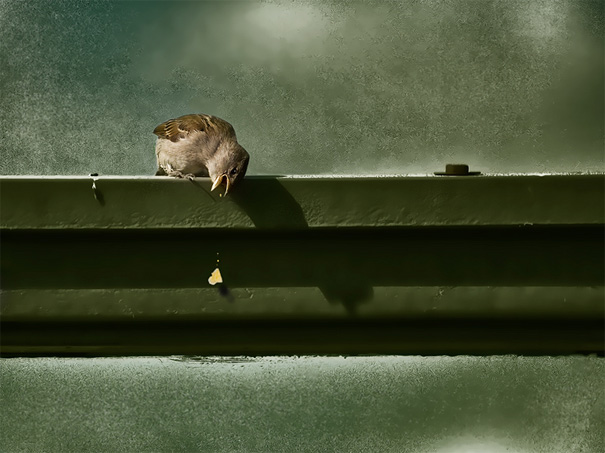 30 Foto luar biasa keren tentang perilaku satwa, sulit ditandingi!