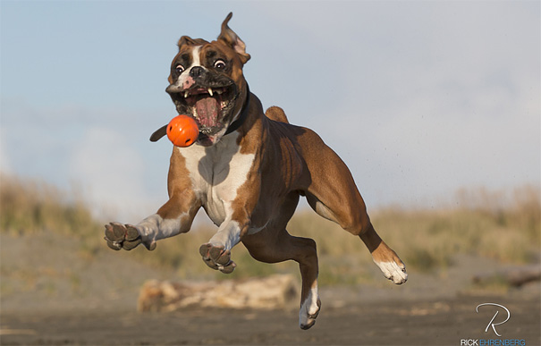 30 Foto luar biasa keren tentang perilaku satwa, sulit ditandingi!