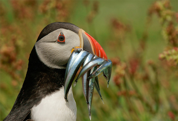 30 Foto luar biasa keren tentang perilaku satwa, sulit ditandingi!