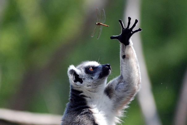 30 Foto luar biasa keren tentang perilaku satwa, sulit ditandingi!