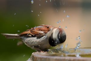 30 Foto luar biasa keren tentang perilaku satwa, sulit ditandingi!
