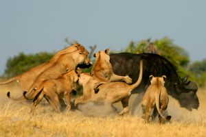 Aneh tapi nyata, kawanan singa ini lari terbirit-birit hadapi kerbau