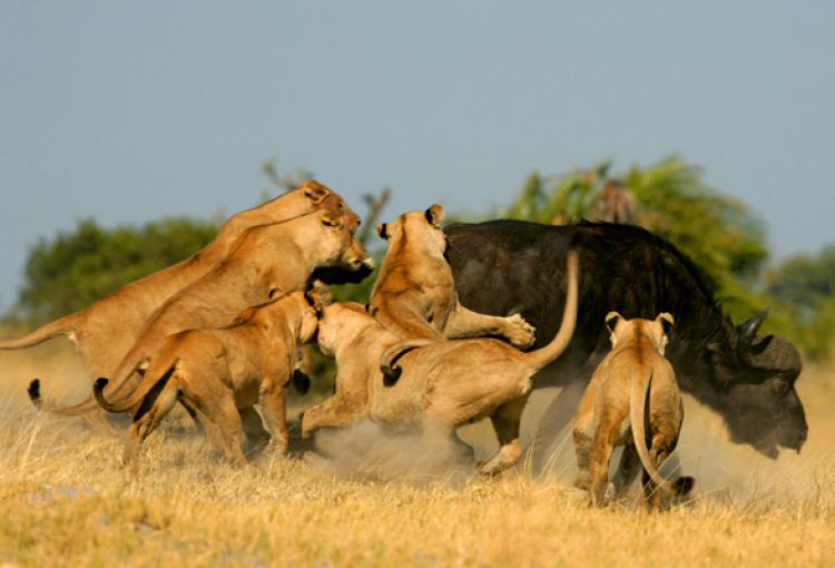 Aneh tapi nyata, kawanan singa ini lari terbirit-birit hadapi kerbau