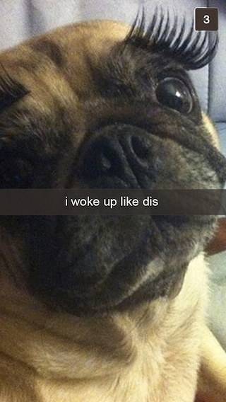 Begini jadinya kalau anjing peliharaanmu doyan main Snapchat