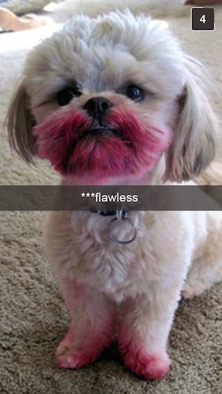 Begini jadinya kalau anjing peliharaanmu doyan main Snapchat