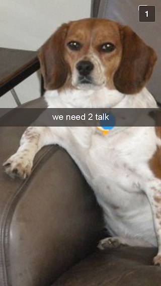 Begini jadinya kalau anjing peliharaanmu doyan main Snapchat