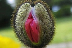 7 Benda ini ternyata mirip organ vital cewek, awas jangan ngeres!