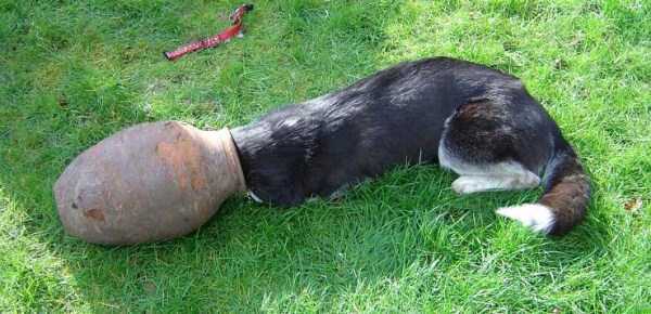 Tak cuma manusia, hewan juga sering ketiban sial, 24 foto ini buktinya