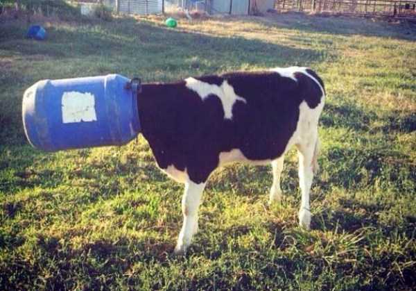 Tak cuma manusia, hewan juga sering ketiban sial, 24 foto ini buktinya