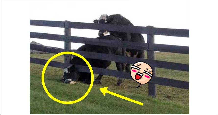 Tak cuma manusia, hewan juga sering ketiban sial, 24 foto ini buktinya