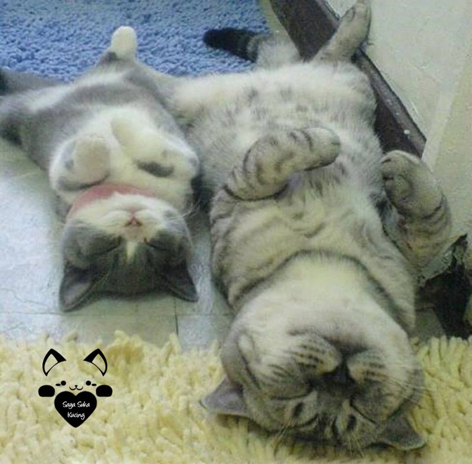 kucing kembar baru © 2016 brilio.net