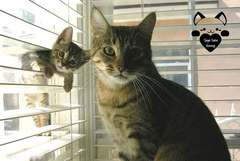 kucing kembar baru © 2016 brilio.net