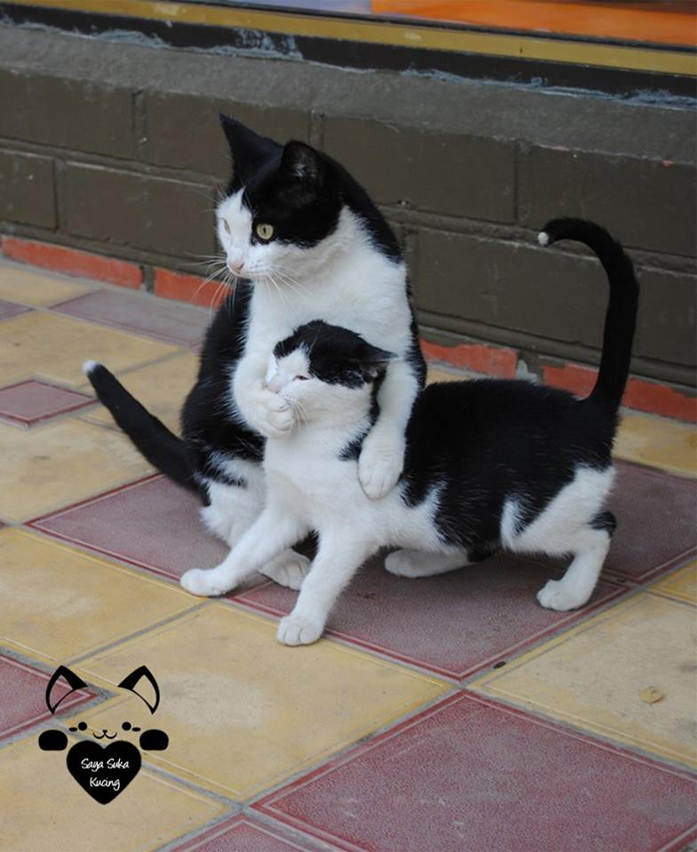 kucing kembar baru © 2016 brilio.net