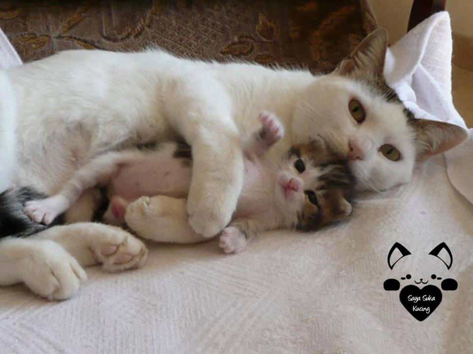 kucing kembar baru © 2016 brilio.net