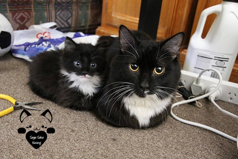 kucing kembar baru © 2016 brilio.net