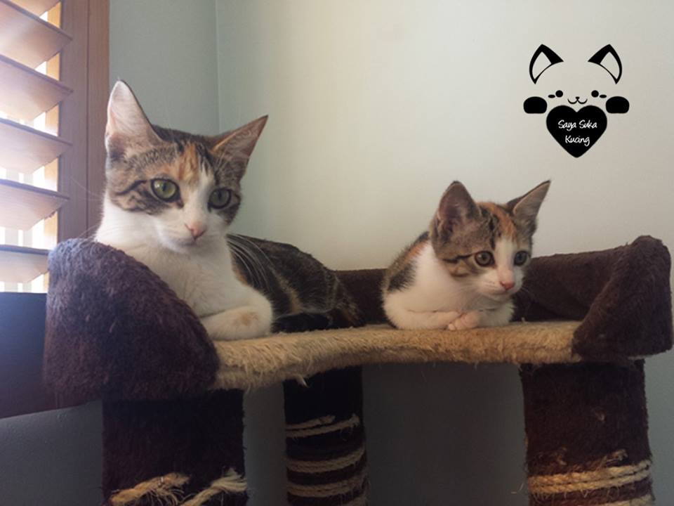 kucing kembar baru © 2016 brilio.net