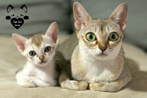 15 Tingkah lucu kucing dewasa dan kembarannya ini bikin gemas