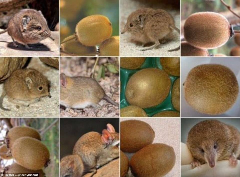 hewan mirip © 2016 brilio.net hewan mirip © 2016 brilio.net