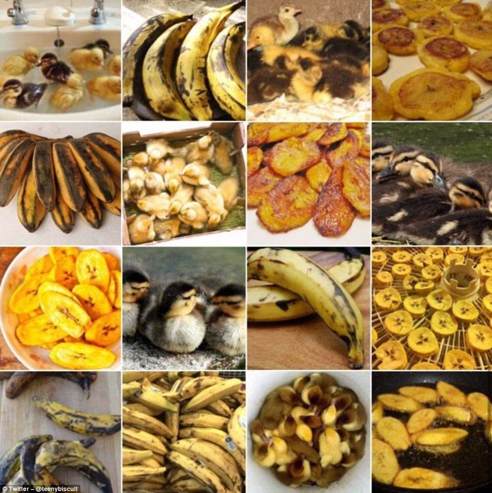 hewan mirip © 2016 brilio.net hewan mirip © 2016 brilio.net