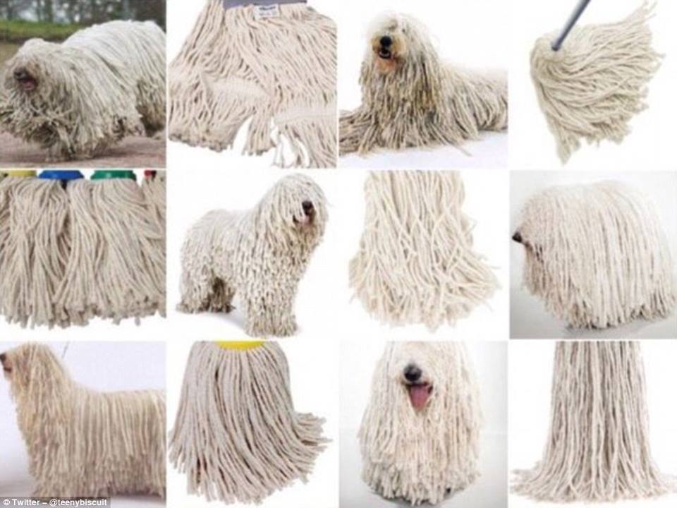 hewan mirip © 2016 brilio.net hewan mirip © 2016 brilio.net