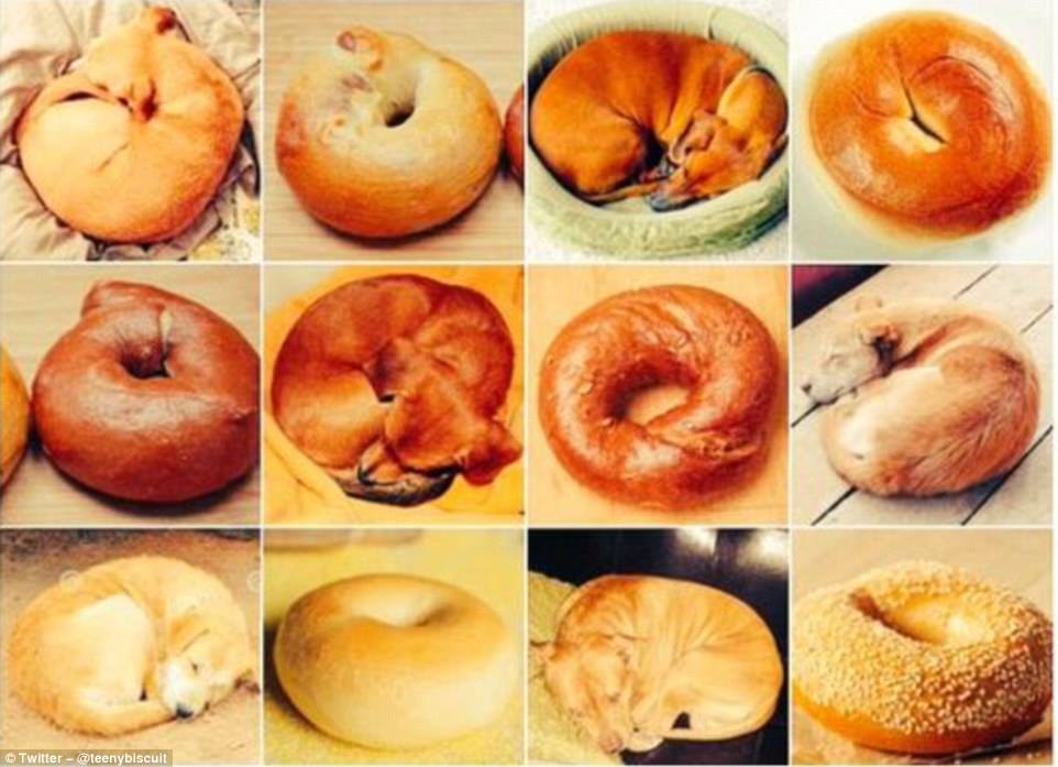 hewan mirip © 2016 brilio.net hewan mirip © 2016 brilio.net