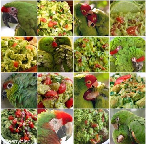 hewan mirip © 2016 brilio.net hewan mirip © 2016 brilio.net