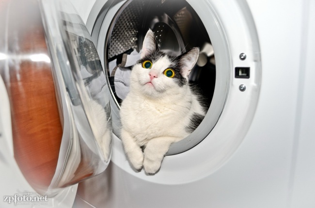 Kucing Malas © 2016 brilio.net Kucing Malas © 2016 brilio.net