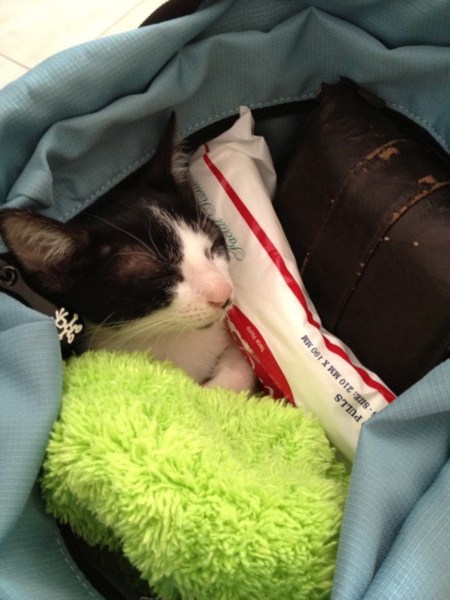 Kucing Malas © 2016 brilio.net Kucing Malas © 2016 brilio.net