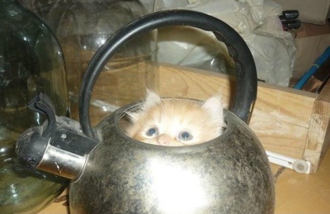 Kucing Malas © 2016 brilio.net Kucing Malas © 2016 brilio.net