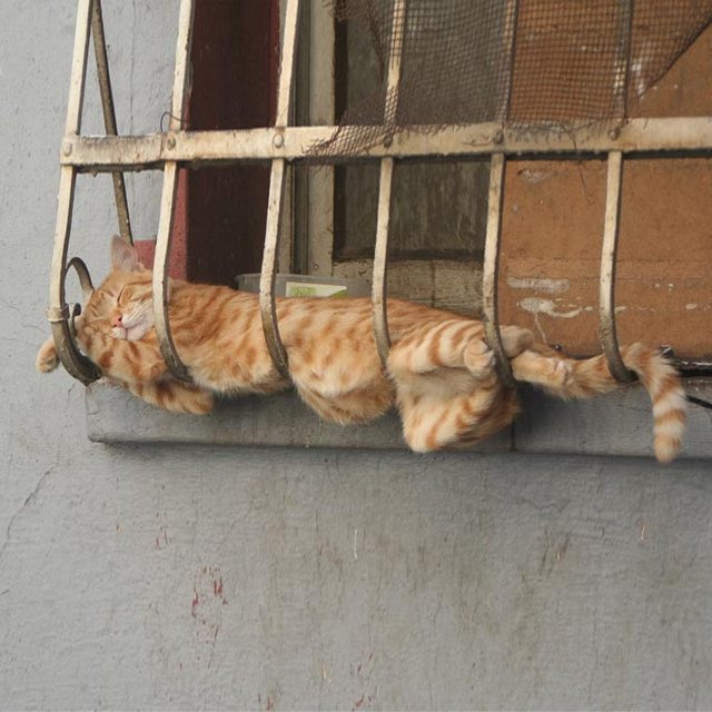 Kucing Malas © 2016 brilio.net Kucing Malas © 2016 brilio.net