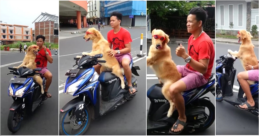 Kocak namun berbahaya, anjing ini kendarai motor dengan santainya