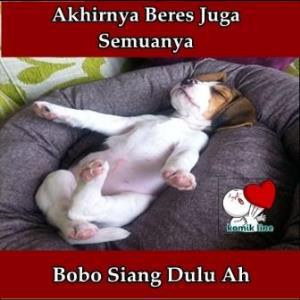 28 Meme hewan ngomong © 2016 brilio.net